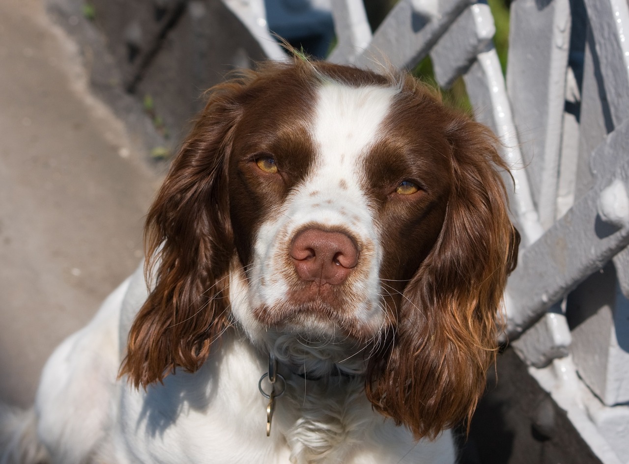 The Unique Features of the English Toy Spaniel